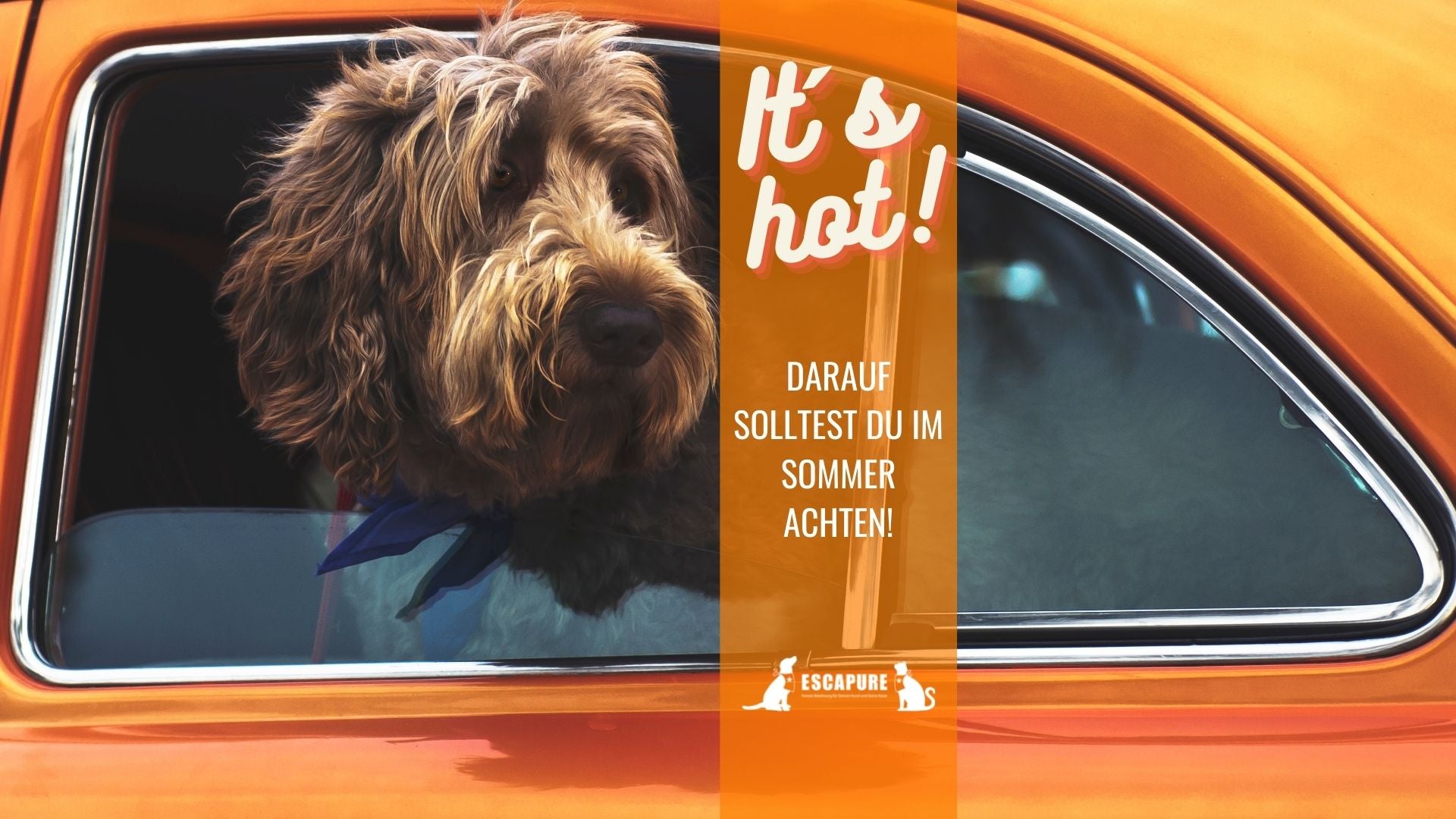 TIPPS FÜR EINEN SOMMER MIT HUND!