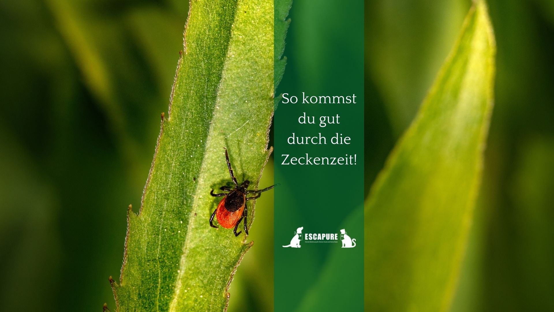 SO KOMMST DU GUT DURCH DIE ZECKENZEIT!